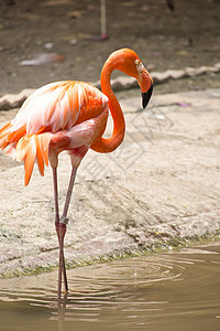 加勒比烈火橙子翅膀荒野野生动物动物园动物火烈鸟眼睛动物群羽毛图片