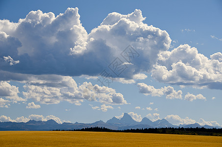 美国爱达荷州泰顿县Teton县小麦酱田 Teton山和积云云丘陵农场场地山脉乡村风景天空森林季节性农村图片