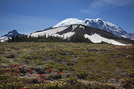 月日山野向之花 华盛顿日出公吨远景顶峰野花首脑山脉国家火山蓝色图片