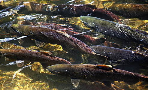 伊萨夸河瓦辛顿河上游多色鲑鱼养殖反思栖息地帝王食物石头鹅卵石钓鱼避难所红眼图片