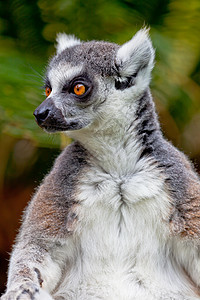 环形尾巴雷穆尔卡塔动物园毛皮脊椎动物荒野戒指生物哺乳动物耳朵灵长类野生动物图片