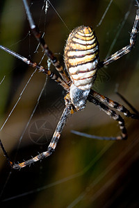 蜘蛛 阿吉波布伦尼奇动物生活黑色昆虫黄色捕食者野生动物条纹食肉宏观图片