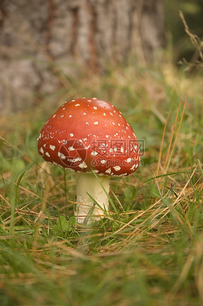 阿曼尼塔食肉蘑菇 魔幻蘑菇活性精神菌类共生体毒菌魔法图片