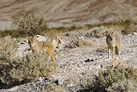死亡谷的土狼食肉动物荒野打猎野生动物哺乳动物图片