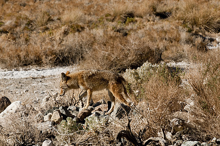 死亡谷的土狼动物野生动物食肉哺乳动物打猎荒野图片