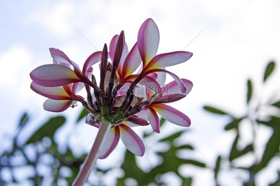 巴厘岛花朵亚热带植物白色香味粉色热带花瓣温泉鸡蛋花图片