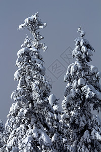 雪覆盖的长青树摘要斯诺夸尔姆山口华盛顿白色运动高山季节顶峰森林首脑山脉旅行树木图片