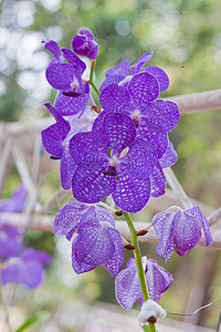 美丽的兰花环境植物学背景农村花园紫色花束叶子热带植物图片