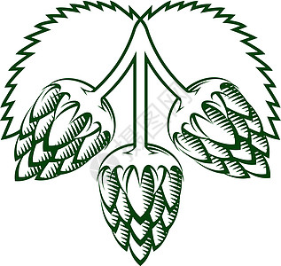 三角形符号草本植物木刻三合会啤酒酿造酒花植物农作物叶子图片
