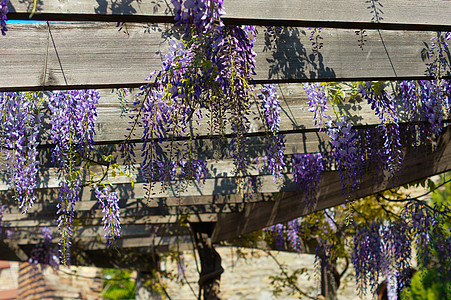 西部地区宏观紫丁香气候活力阳光天空园艺花瓣紫色美丽图片