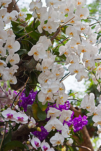 美丽的兰花叶子紫色植物群花园花瓣背景环境农村风格花束图片
