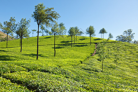 茶叶种植园场地农业山脉爬坡茶园农作物风景农场农田天空图片