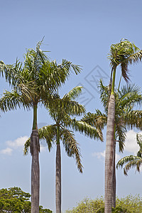 蓝天上的皇家椰子椰子棕榈树图片