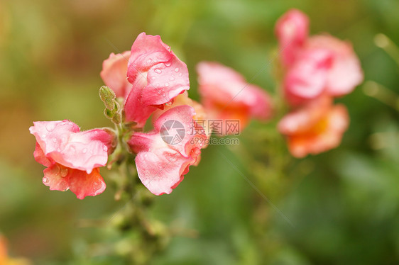 松龙花绿色花园花瓣叶子园艺红色植物群粉色植物图片