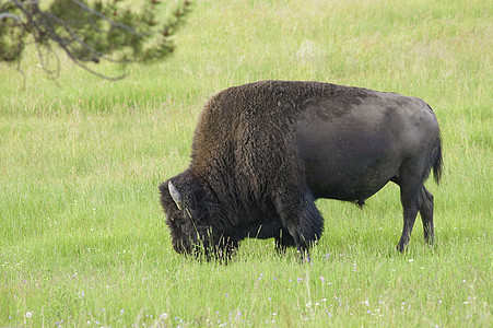 北美 Bison图片