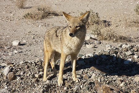 死亡谷动物食肉野生动物犬科风景土狼死亡沙漠荒野图片
