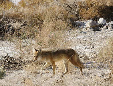 死亡谷的土狼动物打猎野生动物哺乳动物荒野食肉图片