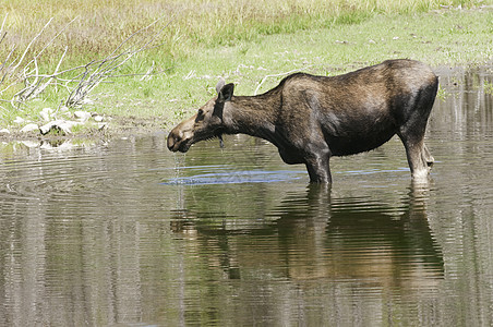 在池塘中喂养牛驼奶牛涟漪反射牛眼驼鹿滴水背景图片