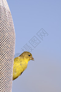 Goldfinch 粘在一袋种子上图片