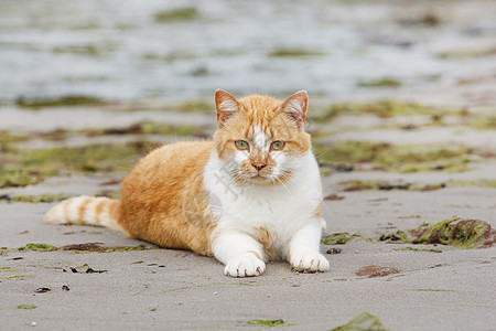 漂亮的猫橙子毛皮绿色白色鼻子男性小猫猫咪注意力宠物图片