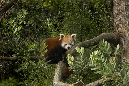 红熊猫鼻子耳朵濒危登山者竹子眼睛动物爪子动物学板栗图片