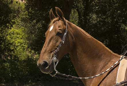 木头马眼睛耳朵警报板栗食草脖子哺乳动物马属缰绳奇蹄目图片