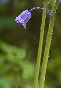 蓝铃树篱野花花瓣生长背景图片