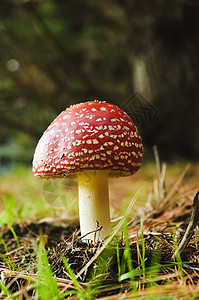 毒蘑菇共生体魔法活性精神毒菌菌类图片
