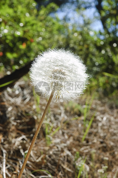 达德利翁种子花瓣植物群花园生长杂草荒野宏观天空蓝色草地图片