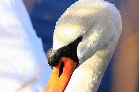 天鹅头部的近视肖像鸟类蓝色脖子水禽公园荒野动物群羽毛优美橙子图片