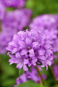 紫色花朵花园宏观花瓣植物季节公园草地场地植物群叶子图片