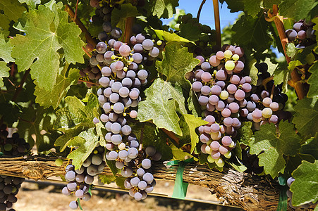 葡萄的葡萄食物宏观叶子酿酒紫色水果植物生长生产浆果图片