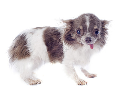 小狗吉娃娃棕色动物工作室犬类舌头伴侣宠物白色图片
