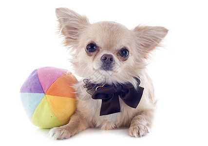 小狗吉娃娃玩具工作室衣领动物犬类伴侣节点宠物白色棕色图片
