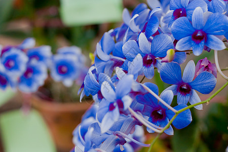 美丽的兰花农村花瓣花束热带背景植物植物群植物学紫色风格图片