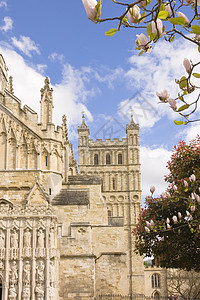 叶克塞特大教堂的风景 木兰树在花朵中建筑学叶片花丝窗户花瓣教会石头宗教钟楼建筑图片