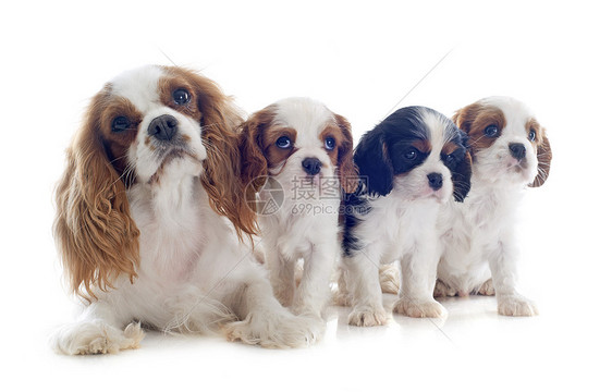 家庭骑兵王查尔斯宠物小狗棕色三色动物猎犬婴儿犬类工作室团体图片