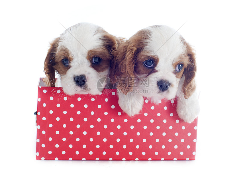 小小狗骑兵王查尔斯犬类盒子猎犬小狗白色宠物工作室棕色动物红色图片