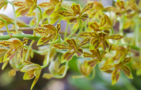 美丽的兰花叶子花瓣植物农村植物学紫色花园热带花束植物群图片