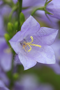 甘露花花花瓣宏观叶子植物学季节性蓝色生长绿色园艺背景图片