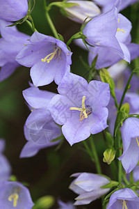 甘露花花花束园艺紫丁香蓝色绿色生长花园花瓣季节性紫色图片