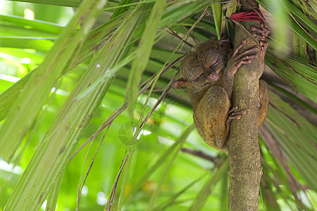 塔塞尔雨林生态旅游野生动物栖息地旅行濒危丛林情调眼睛动物群图片