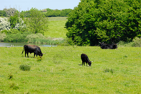 吃草的牛牛农场优美蓝色天空公园场地奶牛生活农田家畜图片