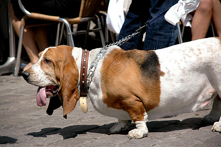 巴斯狗伴侣友谊宠物耳朵动物爪子舌头鼻子忠诚朋友图片