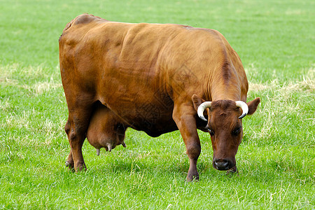 牛在绿草上草地哺乳动物喇叭牛角牛奶绿色农村牧场棕色家畜图片