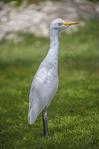 贝雷特牛 布布勒库斯ibis配种荒野动物学涉水苍鹭白色翅膀羽毛动物牛鹮图片