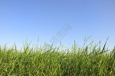 青草对准蓝天绿色蓝色库存乡村场地股票太阳植物照片免版税图片