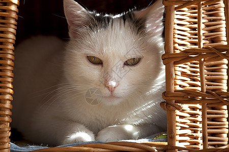 篮子里的猫动物粉红色成人宏观鼻子眼睛花斑背景图片