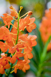 美丽的兰花花瓣农村装饰花园花束环境植物群热带植物学风格图片