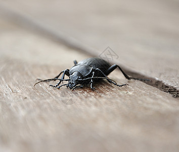 地面甲虫股票动物胡子宏观库存昆虫照片爪子木头免版税图片